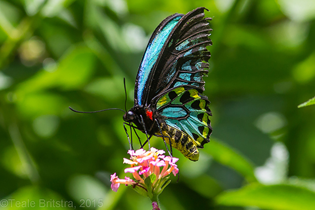 richmond birdwing butterfly